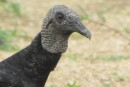 Black Vulture, Coppername River bank