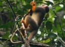 Capuchin, Peperplot plantation