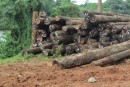 Illegal or legal logs near the Afobaka dam on the Suriname River