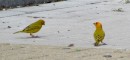 Brilliant yellow saffron finches in Curacao