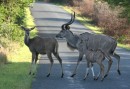 Kudu family exercise