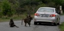 Baboon car jacking