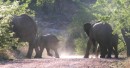Elephant family in a hurry