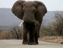 Bull elephant on road