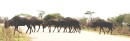 Wildebeeste crossing