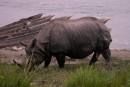 This one horned rhino was seen very close to the guest house at Chitwan - an old fellow with a young, orphaned mate