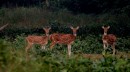 White spotted deer (chital) are so tame in and around Chitwan