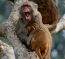 I wonder what is boring this rhesus macaque?