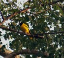 Orioles were common but solitary at Bardia