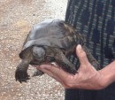 Tortoises become more active in cooler weather