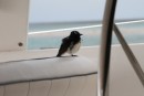 We had a hitch hiker at "Hope Islands", friendly little fellow!