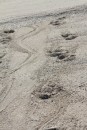 Croc tracks on the beach can spoil the walk!