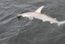 Hammerhead shark caught Escape River.