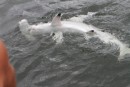 Many sharks in Escape River