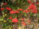 Poinsettia growing outdoors 