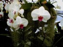 Hamilton Gardens: Orchids