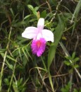 Orchid in the ditch