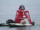 We disturbed some seals on a port hand buoy