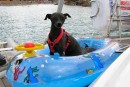 Remember how much Stormy liked swimming ashore with Jonas?  We got her a new toy!  Now she doesn