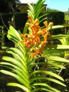 An orchid at the Nevis Botanical Gardens