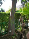 Sherry and I were dropped off at the Nevis Botanical Gardens.  This is a rainbow gum tree, and no, the bark isn