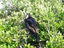 Frigate bird.