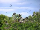 Frigate birds.