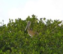 There were pelican nests near the frigate bird sanctuary, too.