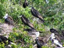 Are you thinking "more frigging frigate birds!", yet?
