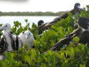 The cute white ones are baby frigate birds.