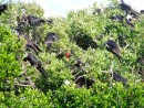 The frigate bird in the middle, with the red pouchy chest, is an unattached bachelor, seeking a female partner amongst all this mayhem.
