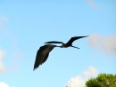 Frigate bird in flight.  They have enormous wingspans, of over six feet.