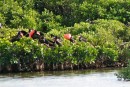A group of male frigate birds.