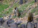 These are green vervet monkeys, which were originally brought to the island by colonists in the 1500