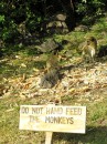 I just love the qualifier on that sign:  do not HAND feed the monkeys!
