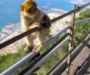 One of the Barbary Apes that lives on top of the Rock.