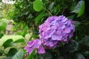 Hydrangeas are incredibly common in the Azores.