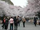 Tokyo: Cherry Blossom time in Tokyo