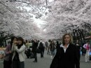 2004 Ueno Park, Tokyo during Sakura, cherry blossom time.