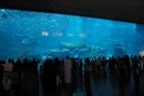 The aquarium at Dubai Mall behind the biggest single piece of acrylic ever made. Made in Australia.