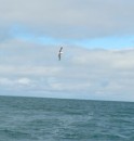 A fairly constant companion in Bass Strait