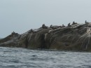 Seals on rock off Wilson