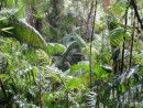 Subtropical Rainforest - Eungella National Park