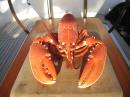 Lobster from Ile de Batz