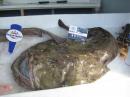 Monk fish at the market in Roscoff