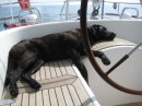 Bella taking it easy while heading to Ile de Hoedic