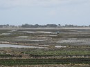 Oyster beds off St-Vaast