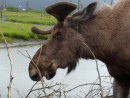 Close encounter with a moose at the rehab center. Didn