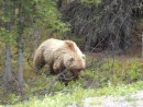 Grizzlies are huge. Better seen from a bus than at ground level