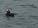 Puffins have some great headgear